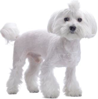 maltese-shaved-coat-with-flares